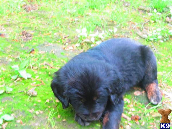 Bernese Mountain Dog Puppies